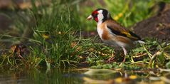 The Living Forest (642) : Goldfinch