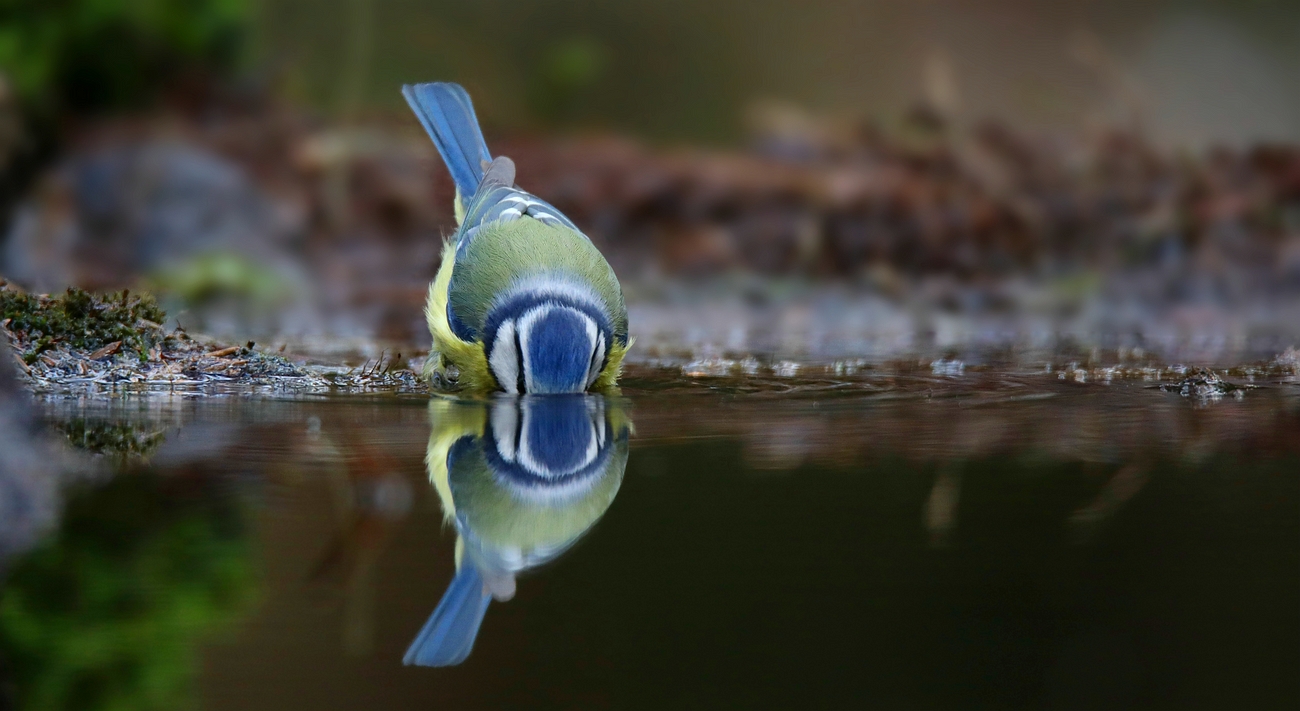 The Living Forest (643) : Thirsty blue tit 