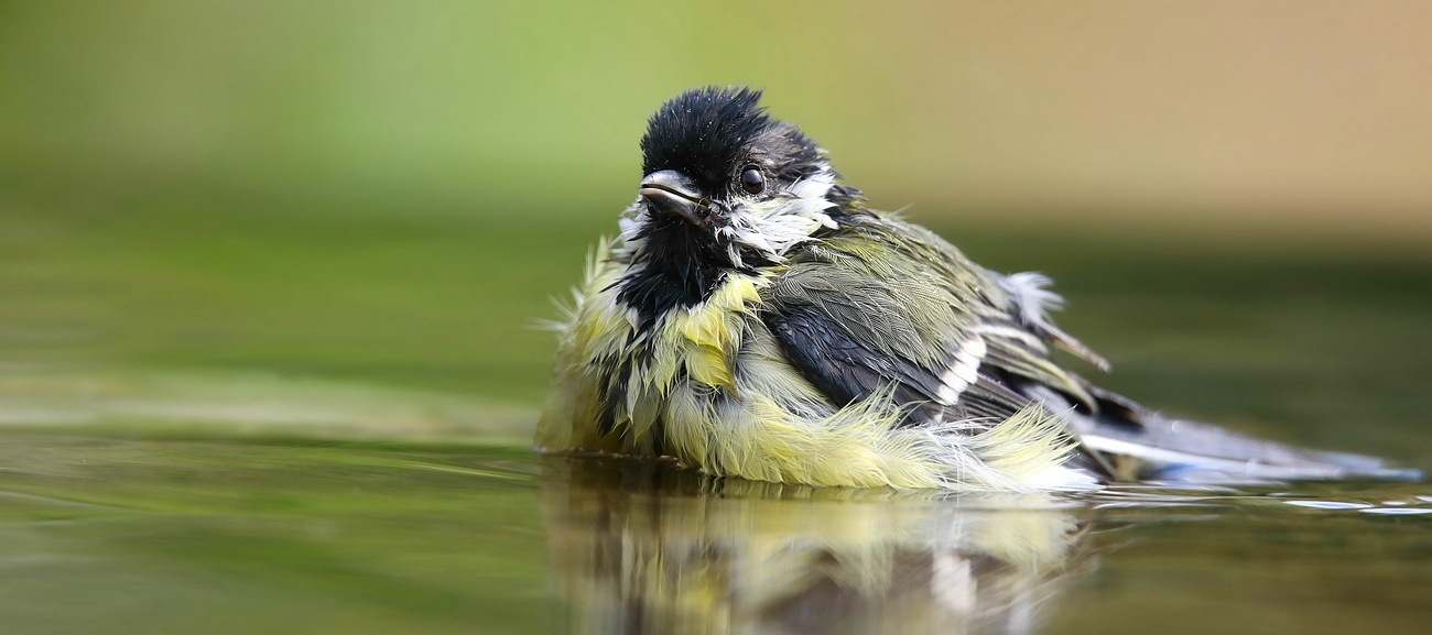 The Living Forest (644) : Great Tit