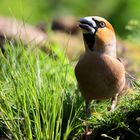 The Living Forest (645) : Hawfinch