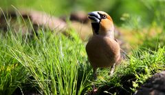 The Living Forest (645) : Hawfinch