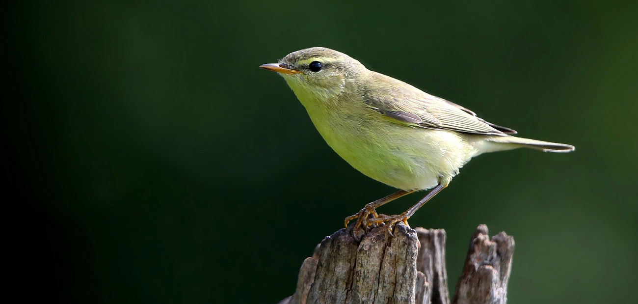 The Living Forest (646) : Willow Warbler