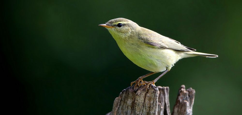 The Living Forest (646) : Willow Warbler