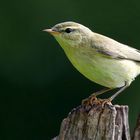 The Living Forest (646) : Willow Warbler