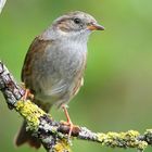 The Living Forest (647) : Dunnock