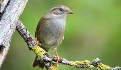 The Living Forest (647) : Dunnock