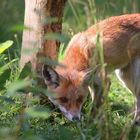 The Living Forest (648) : Red Fox