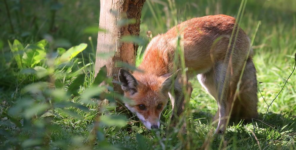 The Living Forest (648) : Red Fox