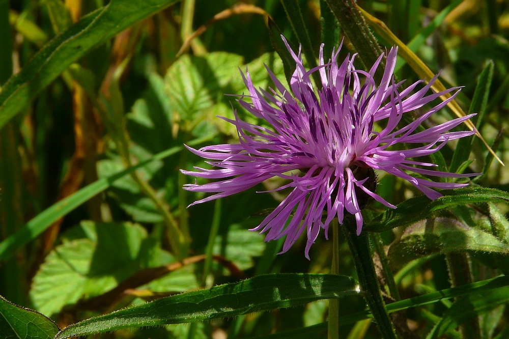 The Living Forest (65) : Brown Knapweed