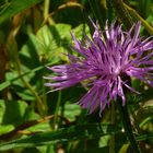 The Living Forest (65) : Brown Knapweed