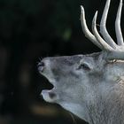 The Living Forest (650) : Red Deer