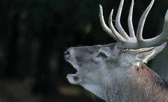 The Living Forest (650) : Red Deer