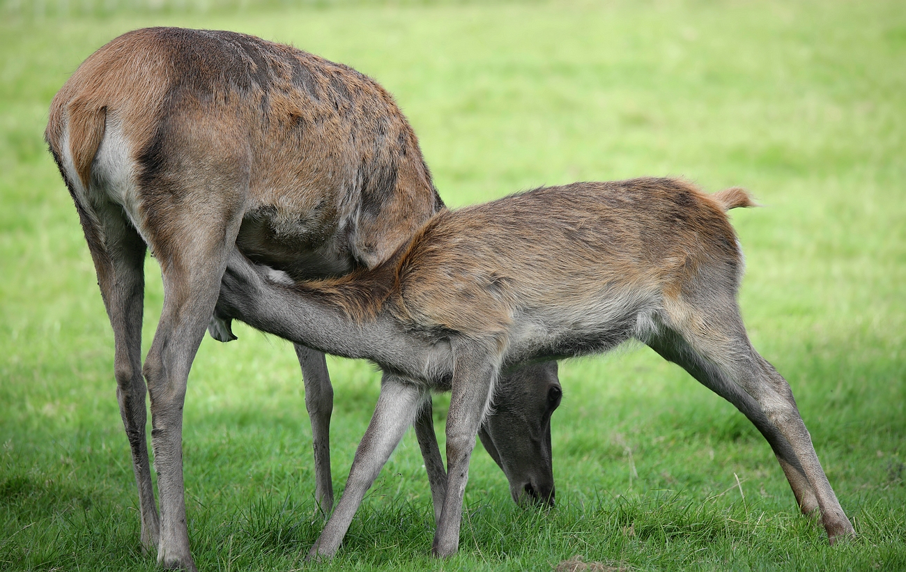 The Living Forest (652) : Red Deer