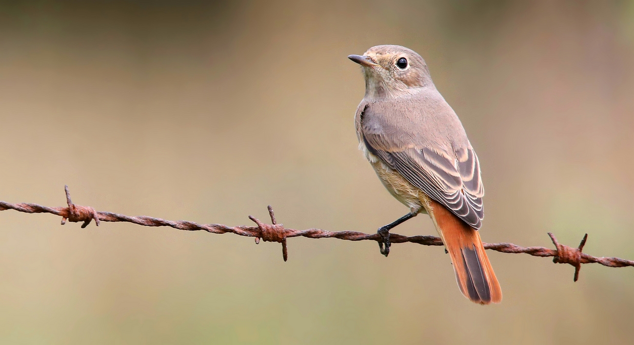 The Living Forest (653) : Common Redstart