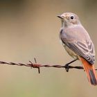 The Living Forest (653) : Common Redstart