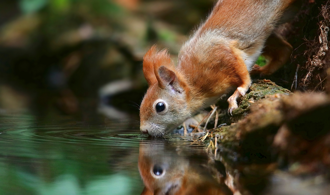 The Living Forest (655) : Thirsty squirrel