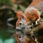 The Living Forest (655) : Thirsty squirrel