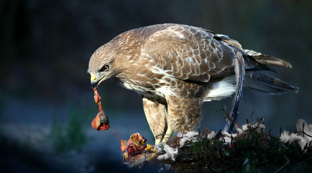 The Living Forest (656) : Buzzard