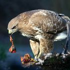 The Living Forest (656) : Buzzard