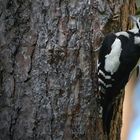 The Living Forest (657) : Great Spotted Woodpecker