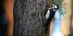 The Living Forest (657) : Great Spotted Woodpecker