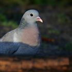 The Living Forest (658) : Stock Dove