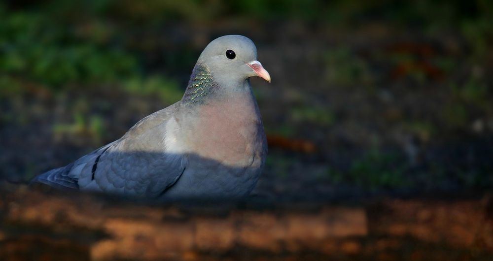 The Living Forest (658) : Stock Dove