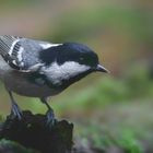 The Living Forest (659) : Coal Tit