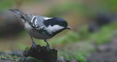 The Living Forest (659) : Coal Tit