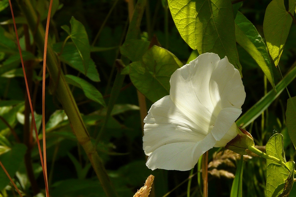 The Living Forest (66) : Hedge Bindweed