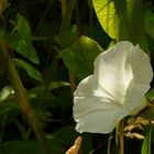 The Living Forest (66) : Hedge Bindweed