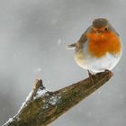 The Living Forest (660) : Robin