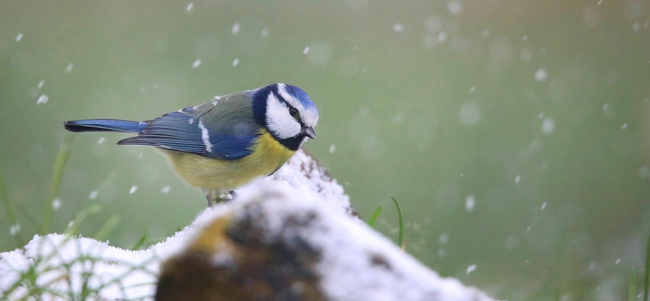 The Living Forest (661) : Blue Tit