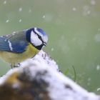 The Living Forest (661) : Blue Tit