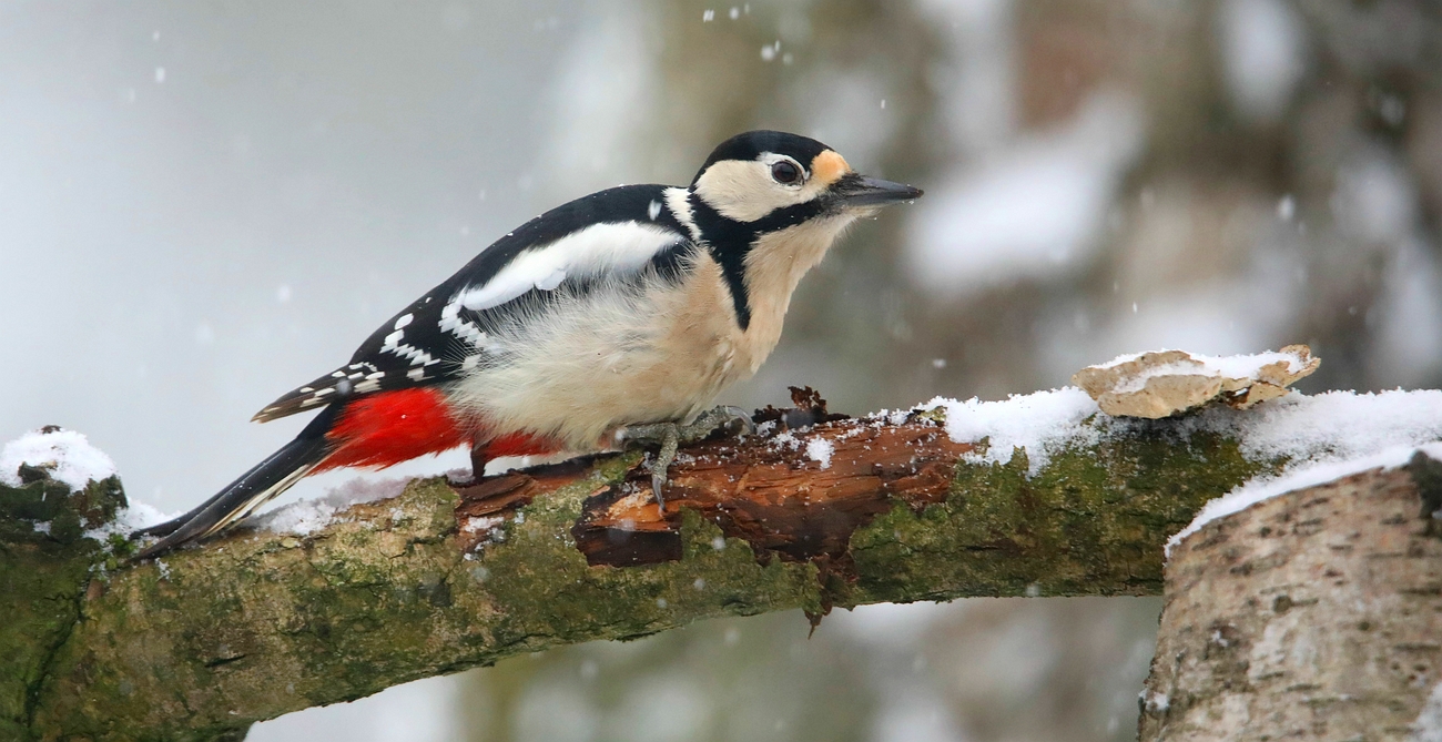 The Living Forest (662) : Great Spotted Woodpecker