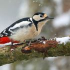 The Living Forest (662) : Great Spotted Woodpecker