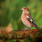 The Living Forest (663) : Chaffinch