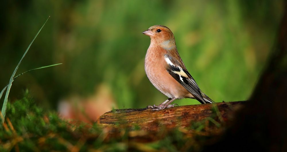The Living Forest (663) : Chaffinch