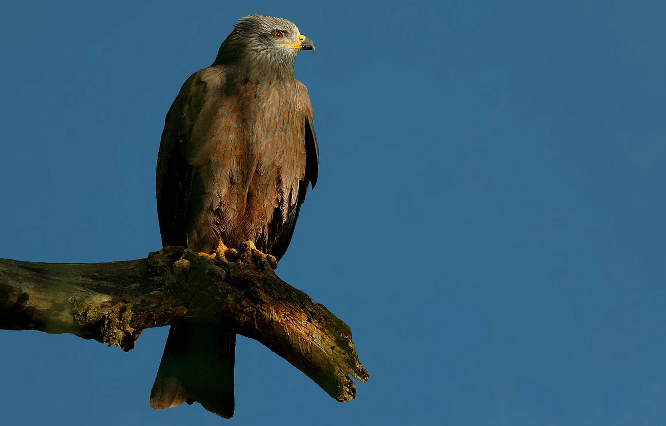 The Living Forest (665) : Black Kite