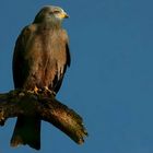 The Living Forest (665) : Black Kite