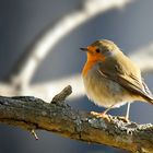 The Living Forest (666) : Robin