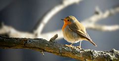 The Living Forest (666) : Robin