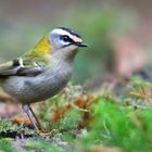 The Living Forest (668) : Firecrest