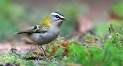 The Living Forest (668) : Firecrest