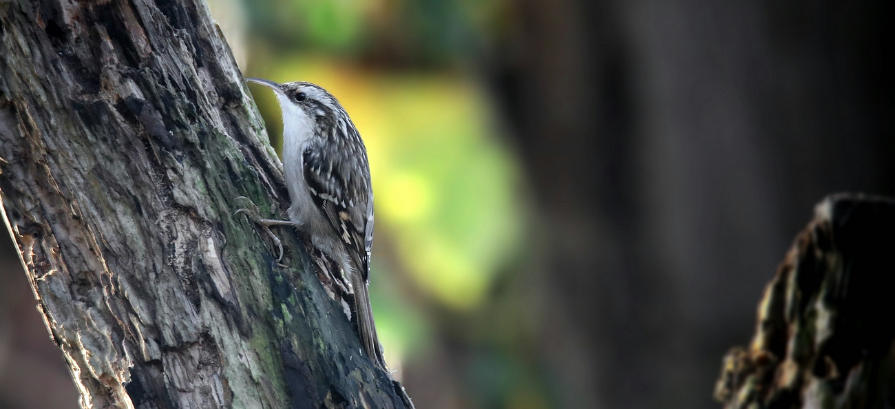 The Living Forest (669) : Short-toed treecreeper