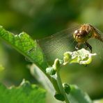 The Living Forest (67) : Ruddy Darter (female)