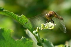 The Living Forest (67) : Ruddy Darter (female)