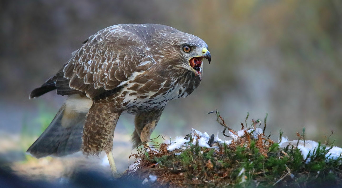 The Living Forest (670) : Buzzard