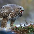 The Living Forest (670) : Buzzard