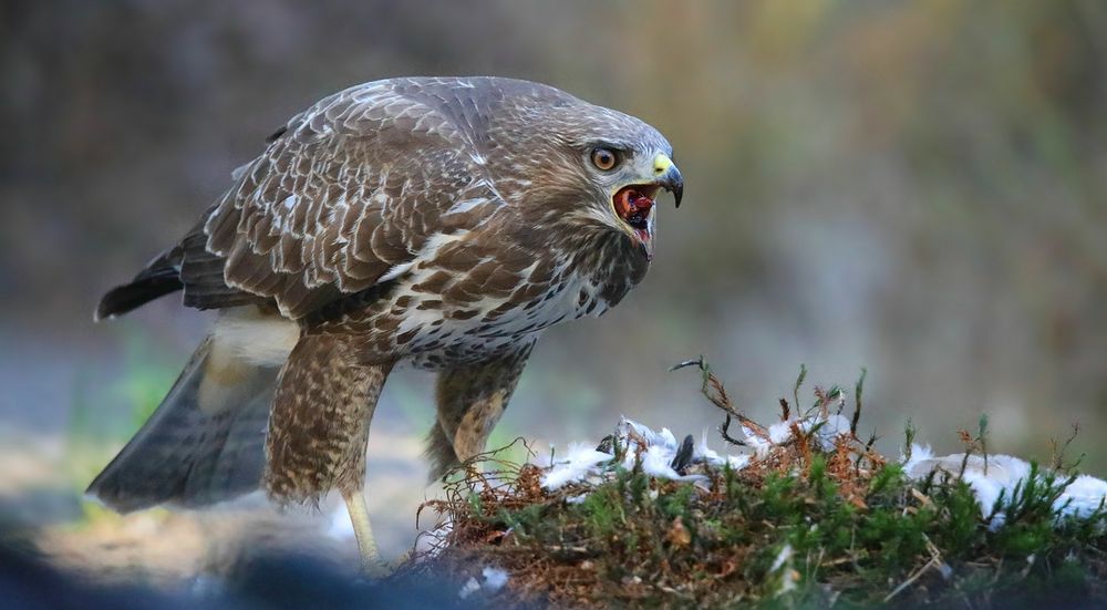 The Living Forest (670) : Buzzard